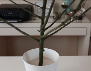 DIY: Como montar sua árvore de Natal barata DIY: Como montar sua árvore de Natal barata
