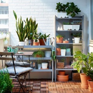 plantas-dentro-de-casa (1)
