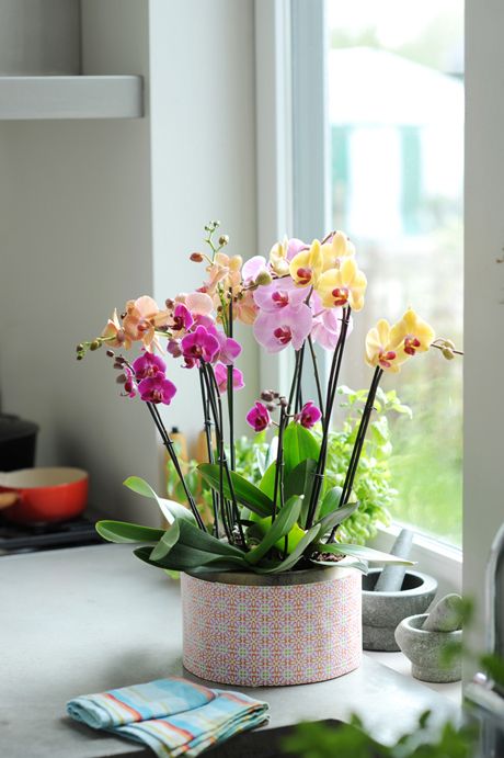 plantar-orquídeas (12)