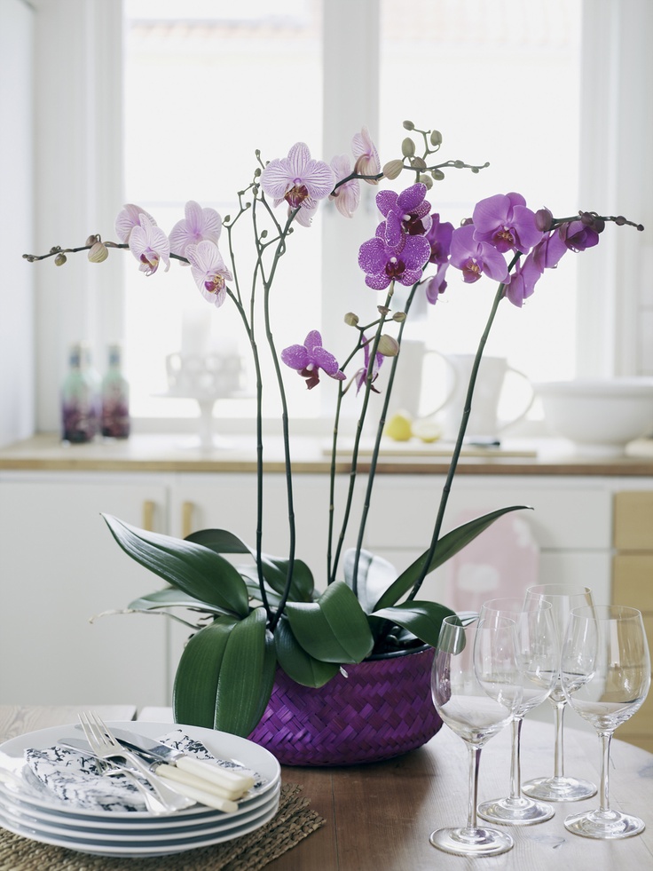 plantar- orquídeas 